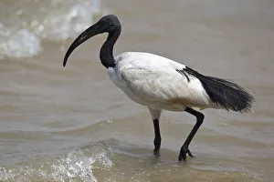 African Sacred Ibis (Threskiornis aethiopicus) foraging, Semuliki National Park, Uganda