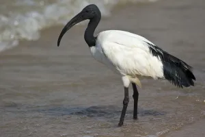 African Sacred Ibis (Threskiornis aethiopicus) foraging at shoreline, Semuliki National Park