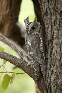 African Scops Owl (Otus senegalensis), Kruger National Park, South Africa African Scops Owl (Otus senegalensis), Kruger National Park, South Africa