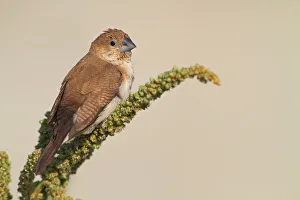 Arabian Peninsula Prints: African Silverbill (Euodice cantans), Oman