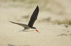 Botswana Prints: African Skimmer (Rynchops flavirostris) flying, Chobe, Botswana