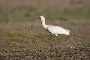 Threskiornithidae Prints: African Spoonbill (Platalea alba) foraging, Chobe, Botswana