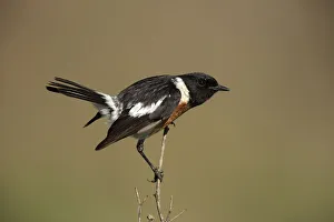 African Stonechat (Saxicola torquatus) male perched on a branch, Gauteng, South Africa African Stonechat (Saxicola torquatus) male perched on a branch, Gauteng, South Africa