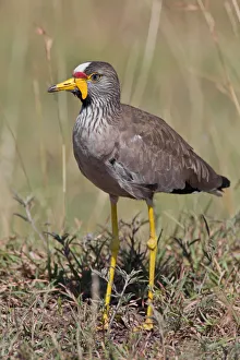 African Wattled Lapwing (Vanellus senegallus), Masai Mara, Kenya African Wattled Lapwing (Vanellus senegallus), Masai Mara, Kenya