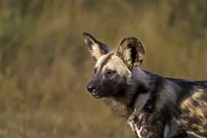 African Wild Dog (Lycaon pictus) standing portrait, Kwazula-Natal, South-Africa African Wild Dog (Lycaon pictus) standing portrait, Kwazula-Natal, South-Africa