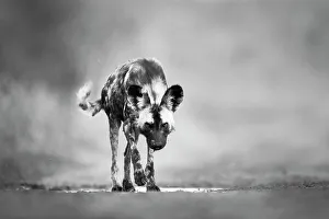 Black Prints: African Wild Dog (Lycaon pictus) closing