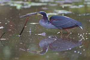 Central America Prints: Agami Heron (Agamia agami), Costa Rica
