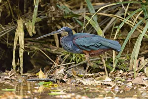 Agami Heron (Agamia agami) foraging, Alajuela, Costa Rica