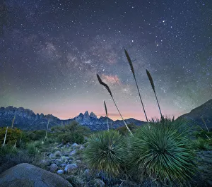 Mexico Prints: Agave (Agave sp) group at night, Organ Mountains-Desert Peaks National Monument, New