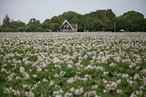 agricultural landscape filled with flowers, Texel, Noord-Holland, The Netherlands
