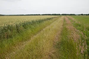 Landscapes Prints: Agricultural landscape filled with grain, Texel, Noord-Holland, The Netherlands