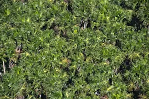 Aguache Palm (Mauritia flexuosa) forest, Guyana