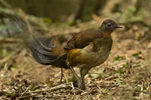 Endemic Prints: Alberts Lyrebird (Menura alberti), Queenland, Australia