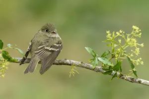 Passerine Prints: Alder Flycatcher (Empidonax alnorum), Texas, USA