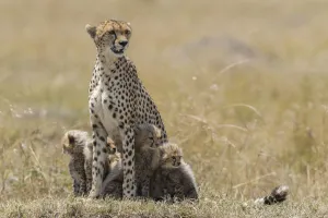 Alert female Cheetah (Acinonyx jubatus) protecting her cubs, Kenya, Narok County Alert female Cheetah (Acinonyx jubatus) protecting her cubs, Kenya, Narok County