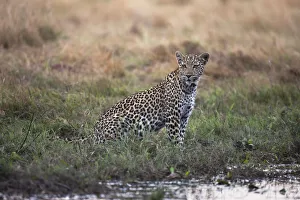 An alert female leopard (Panthera pardus) sits by a river looking for prey, Khwai River An alert female leopard (Panthera pardus) sits by a river looking for prey, Khwai River
