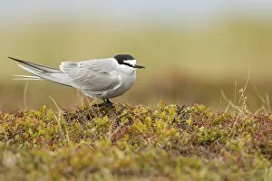 Aleutian Tern (Onychoprion aleuticus), Alaska, USA