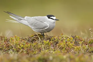 Aleutian Tern (Onychoprion aleuticus), Alaska, USA