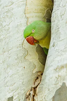 Alexandrine Parakeet (Psittacula eupatria) female, Rhineland-Palatinate, Germany Alexandrine Parakeet (Psittacula eupatria) female, Rhineland-Palatinate, Germany