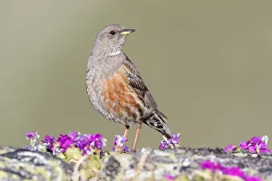 Passerine Prints: Alpine Accentor (Prunella collaris), Grisons, Switzerland