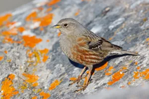 Alpine Accentor (Prunella collaris), Valais, Switzerland