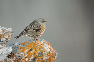 Alpine Accentor (Prunella collaris), Valais, Switzerland
