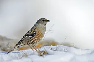 Alpine Accentor (Prunella collaris), Valais, Switzerland