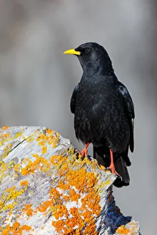 Valais Prints: Alpine Chough (Pyrrhocorax graculus), Valais, Switzerland