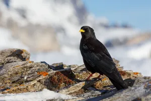 Alpine Chough (Pyrrhocorax graculus), Valais, Switzerland