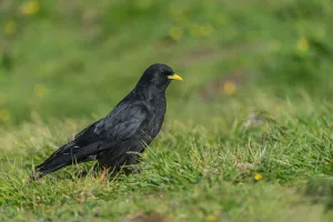 Alpine Chough (Pyrrhocorax graculus), Upper Austria, Austria