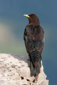 Alpine Chough (Pyrrhocorax graculus), Bavaria, Germany