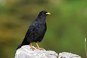Alpine Chough (Pyrrhocorax graculus), Bavaria, Germany