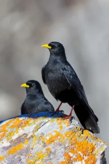 Alpine Chough (Pyrrhocorax graculus), Valais, Switzerland