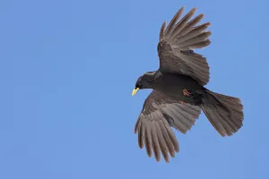 Alpine Chough (Pyrrhocorax graculus) flying, St. Gallen, Switzerland