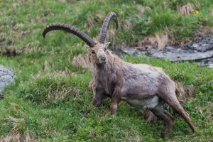 Alps Prints: Alpine Ibex (Capra ibex) male, High Tauern, Austria