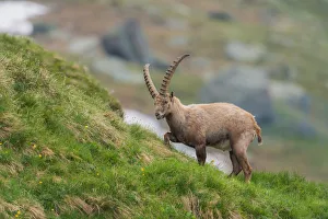 Alpine Ibex (Capra ibex) male, High Tauern, Austria