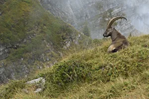 Mountain Prints: Alpine Ibex (Capra ibex) male resting at edge of cliff, Valais Alps, Switzerland
