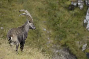 Mountain Prints: Alpine Ibex (Capra ibex) male, Valais Alps, Switzerland