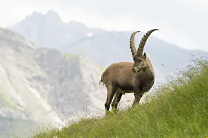 Alpine ibex (Capra ibex) standing in front of alpine view, Austria Alpine ibex (Capra ibex) standing in front of alpine view, Austria