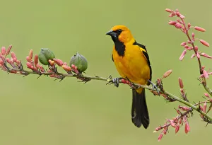 Passerine Prints: Altamira Oriole (Icterus gularis), Texas, USA