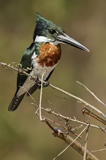 Kingfishers Prints: Amazon Kingfisher (Chloroceryle amazona), Pantanal, Brazil