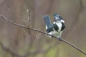 Amazon Kingfisher (Chloroceryle amazona), Costa Rica