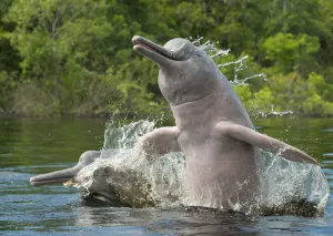 Amazon River Dolphin (Inia geoffrensis) pair jumping, Ariau River, Brazil