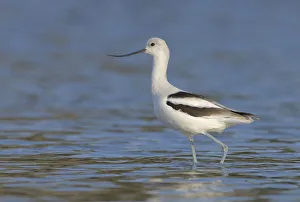American Avocet (Recurvirostra americana), Alberta, Canada