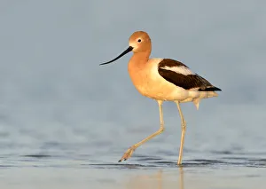 Wader Prints: American Avocet (Recurvirostra americana), Texas, USA