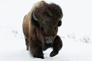 american bison bison bison Trending Item 2
