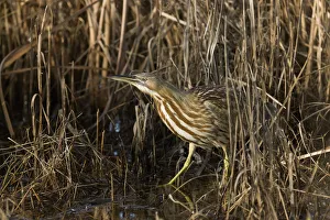 March Prints: American Bittern (Botaurus lentiginosus) in fresh water marsh, California, USA