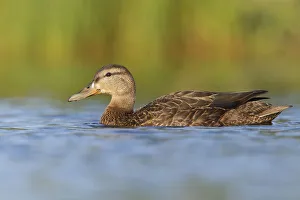 Newfoundland Prints: American Black Duck (Anas rubripes), Newfoundland, Canada