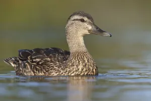 American Black Duck (Anas rubripes), Newfoundland, Canada
