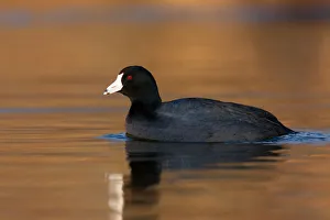 American Coot (Fulica americana), British Columbia, Canada